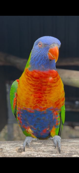 Loris molucanos bebés
