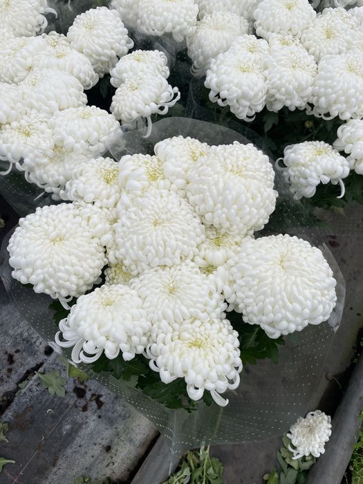 Chryzantema wielkokwiatowa