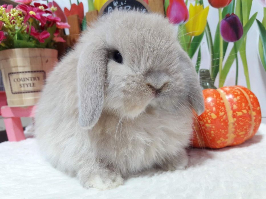 KIT Coelhos anões mini lop(orelhudos) super inteligentes e dóceis