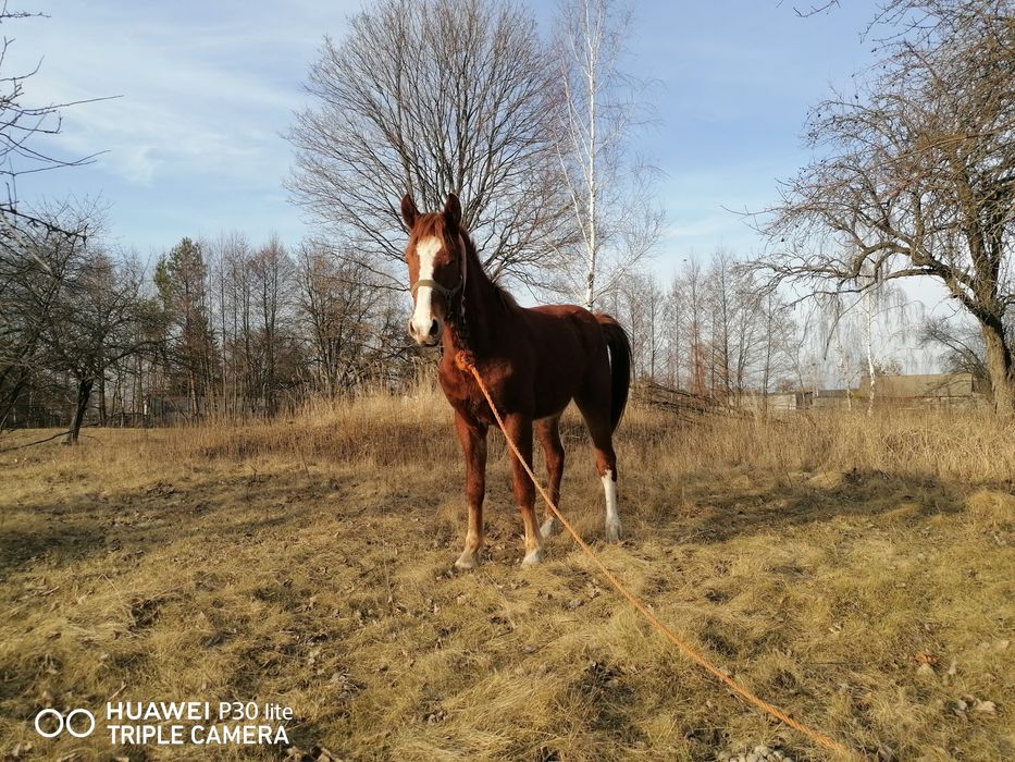 Продам Коні жеребці