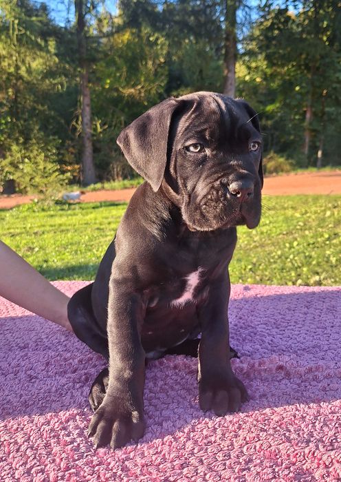 Cane Corso Szczeniaki