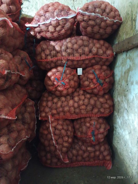 Посадкова картопля Белла Росса