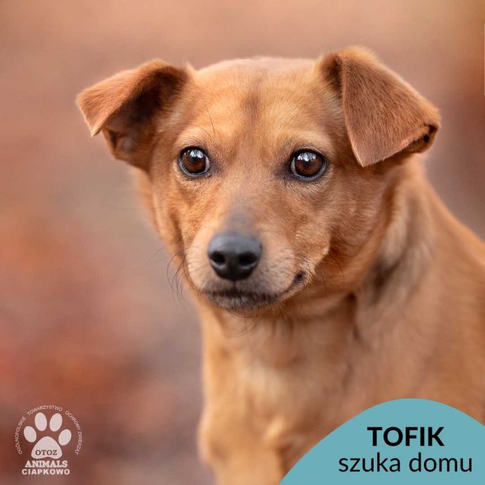 Tofik szuka spokojnego domu! OTOZ Animals Schronisko Ciapkowo!