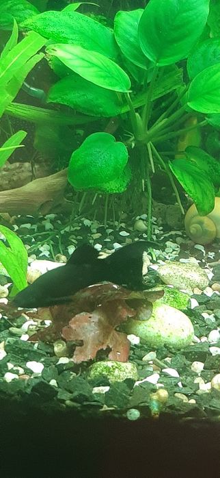 Аква рибки і рослини по доступним цінам