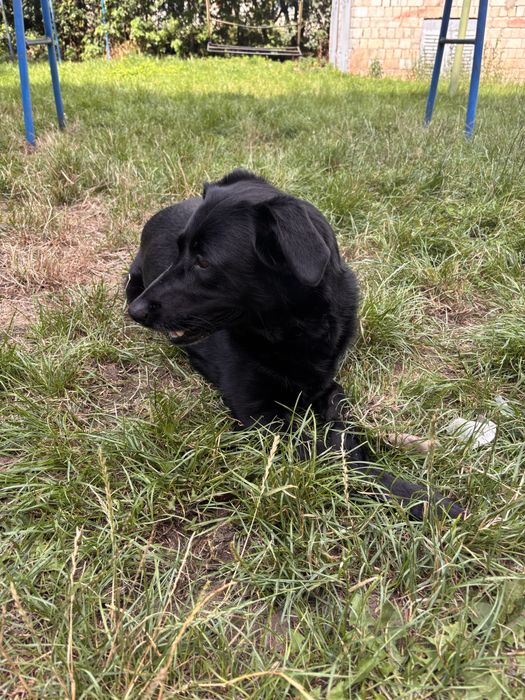 Віддам собаку в добрі руки