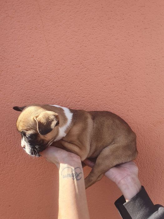 Venda  Bulldog    frances