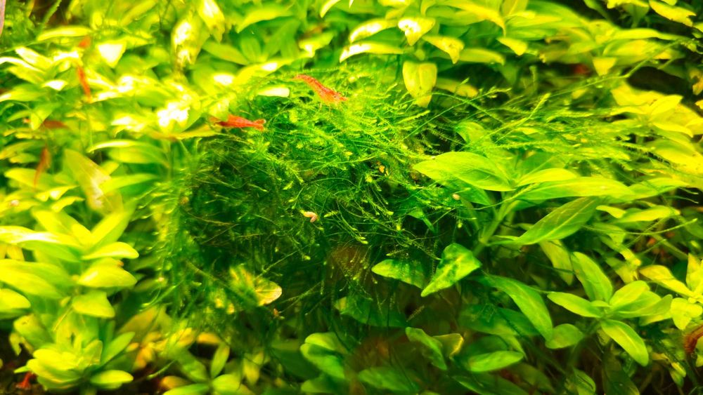 Mech Jawajski Jawa moss