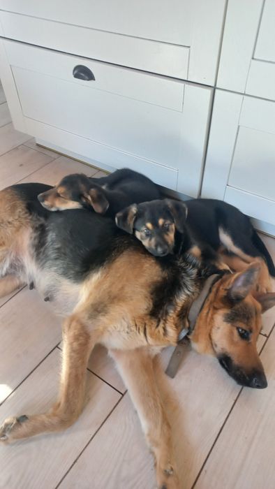 Pieski, szczeniaki, oddam za darmo. Zarezerwowane.