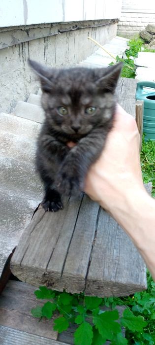 Віддамо гарних кошенят в хороші руки!