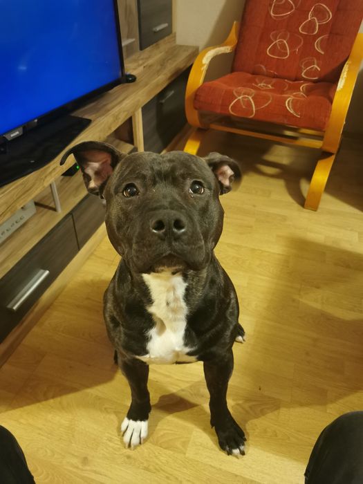 Oddam psa w dobre ręce