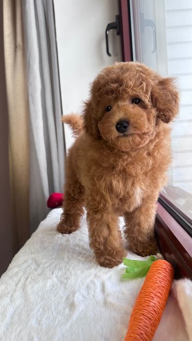 Готові до переїзду цуценя пудель