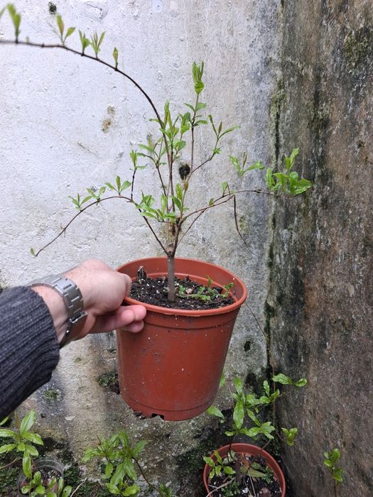 Romanzeira/ romanzeiras