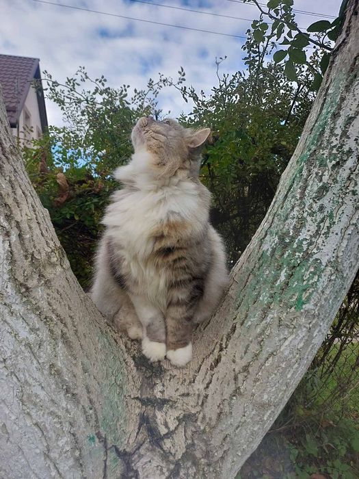 Красуня шукає дім