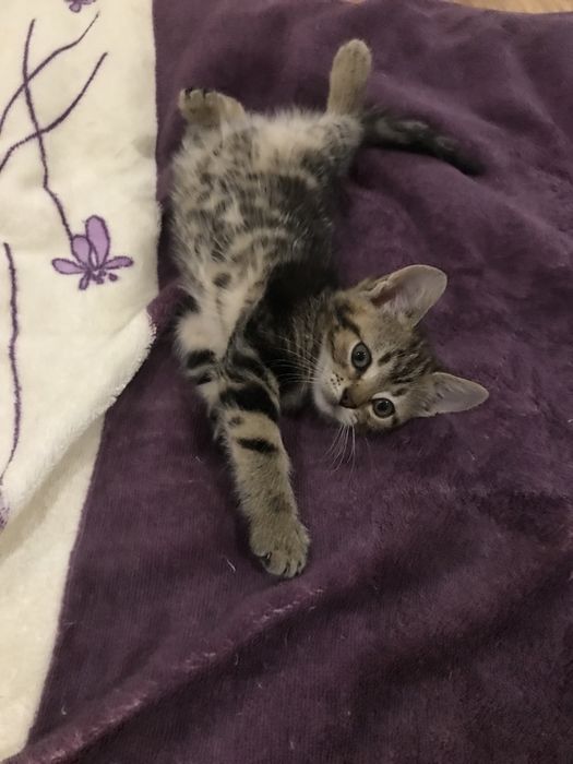 Красиві кошенята!