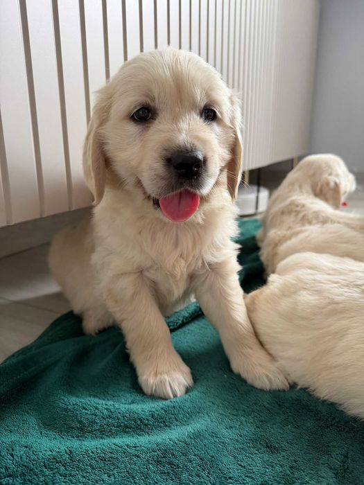Przepiękna suczka   Golden Retriever FCI !! Filmy ze szczeniakami !!