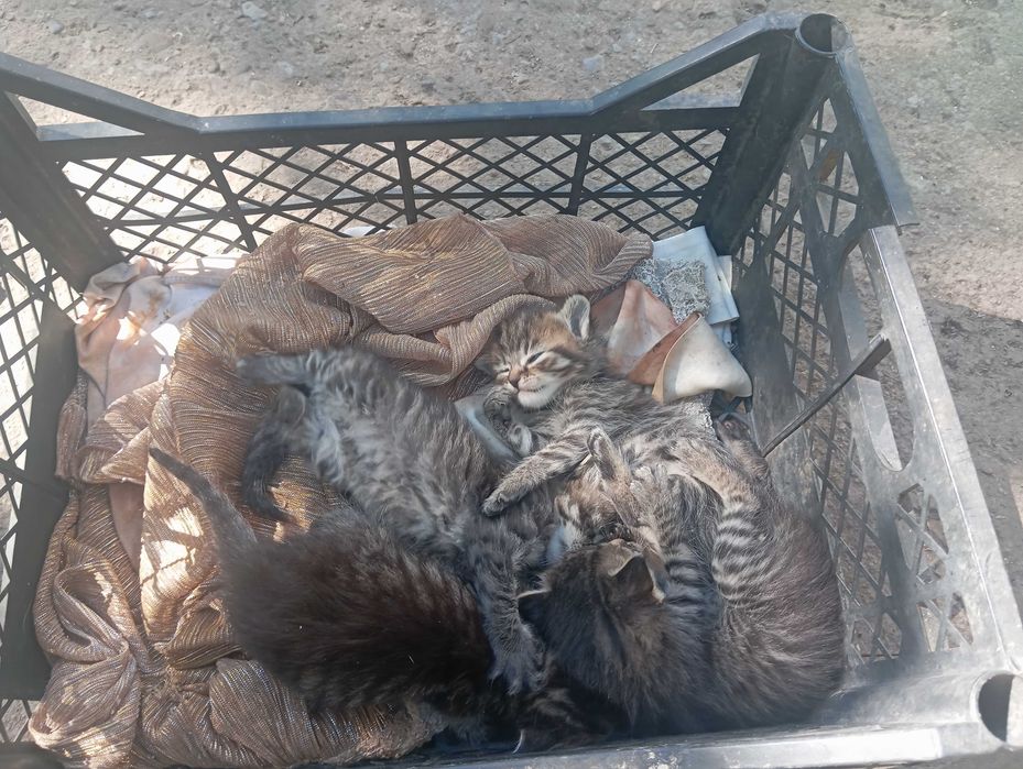 Віддам добрі руки кошенят