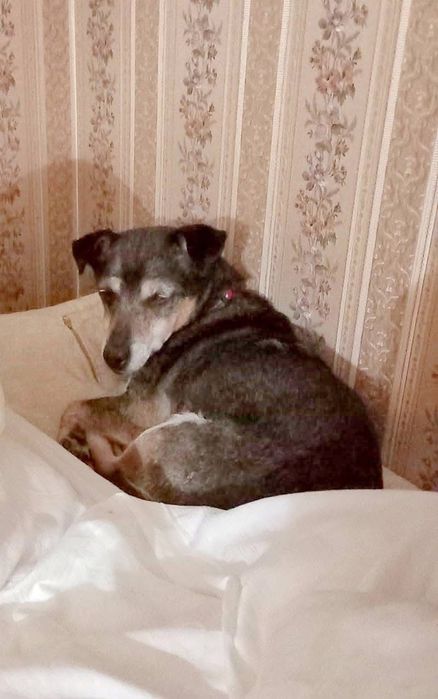 Mała Mi ,szuka domku.