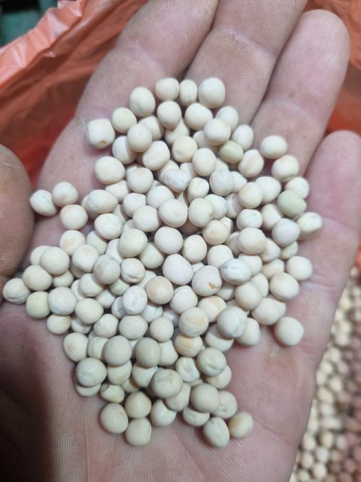 Посівмат гороху ,1 репродукція ,Саксон, Стабіл