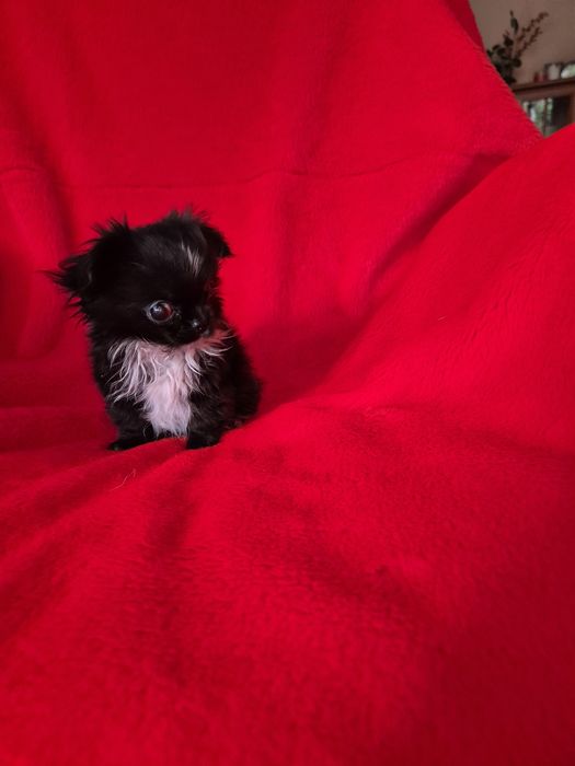 Jednooki piesek chihuahua