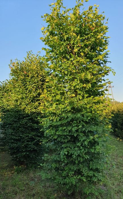 Grab pospolity formowany kolumna prostopadloscian