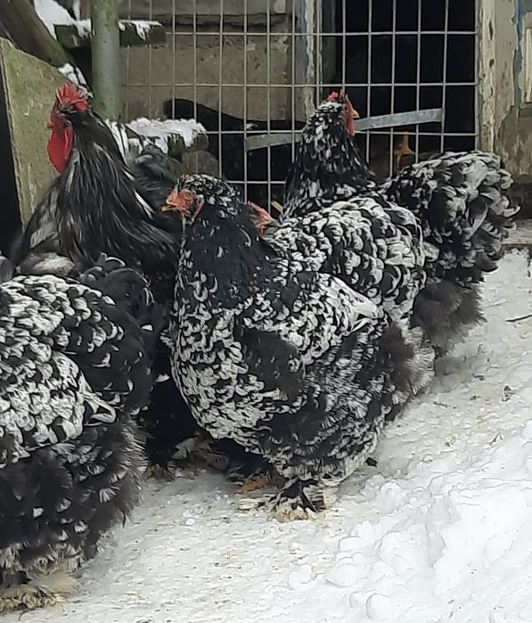 Кури.Мармуровий кохінхін.