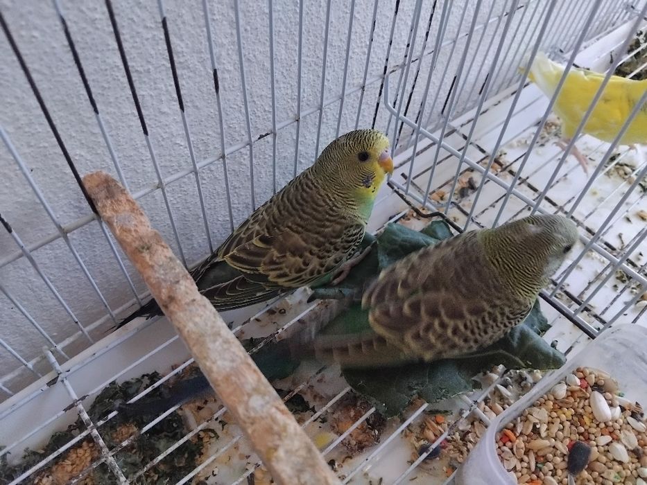 Vendo piriquitos novos não são anilhados  muitos bonitos.