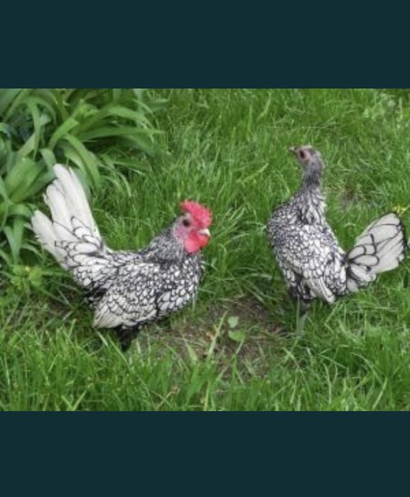 Sebrytka srebrna sebrytki bażant złoty pisklęta  Brahma, ayam Cemani, czubatka