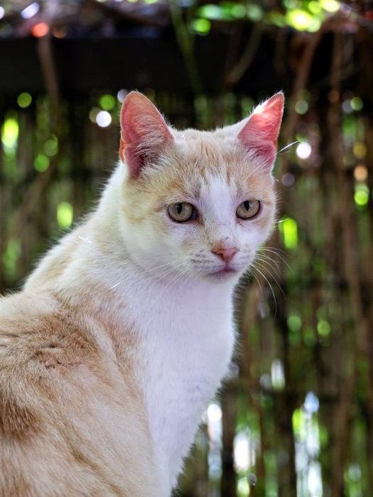 Kremowa Dobrochna do adopcji na jedynaczkę!