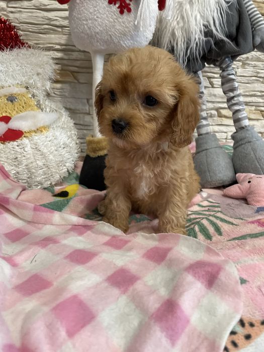 Samczyk cavapoo pudel cavalier
