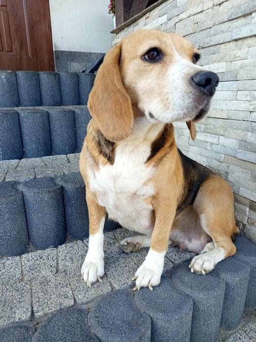 Beagle.   suczka