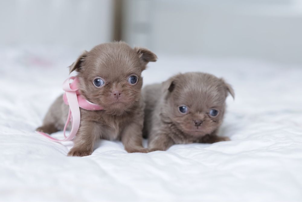 Эксклюзивные мини малыши