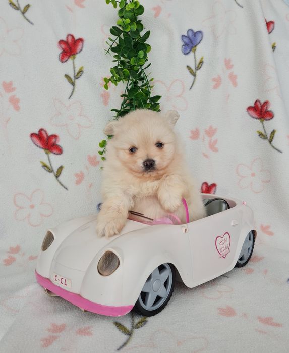 Exuberante mini Lulu da Pomerania / Spitz Alemão Anão de Qualidade