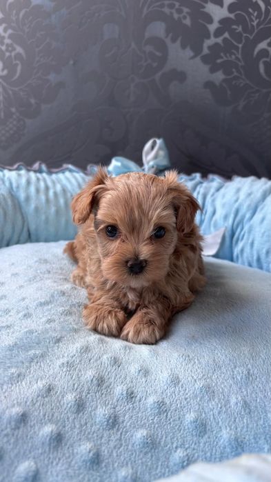 Maltipoo F1 Szczeniaczek Suczka