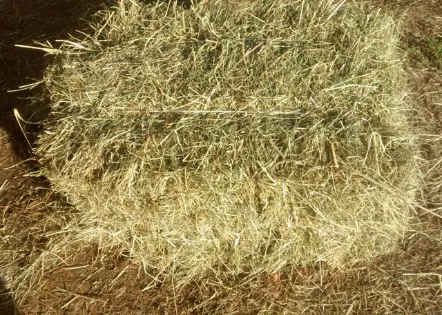 Siano, Potraw, Sianokiszonka, Rzgów, Pabianice, Łódź