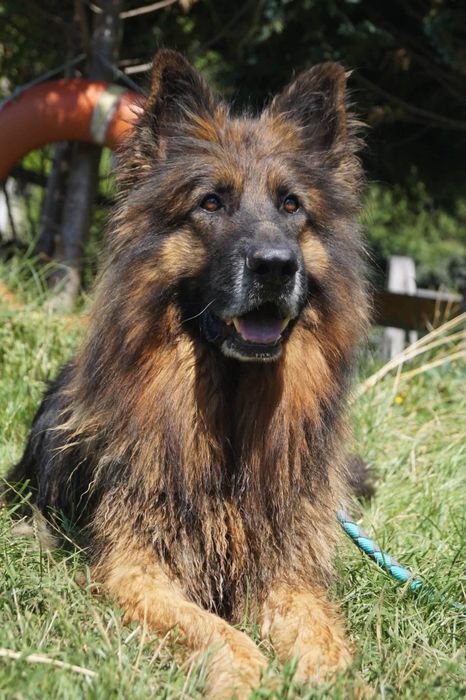 Owczarek niemiecki do adopcji