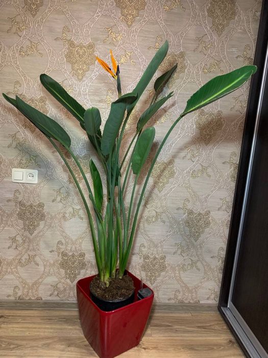 Стрелиция Reginа   h 165 cм