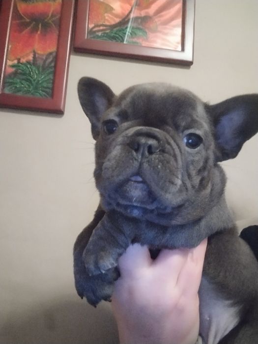 Хлопчик і дівчинка бульдожки