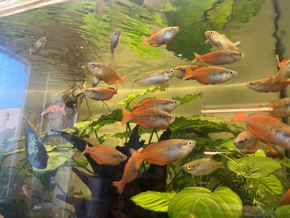 Tęczanka Melanotaenia ajamaruensis