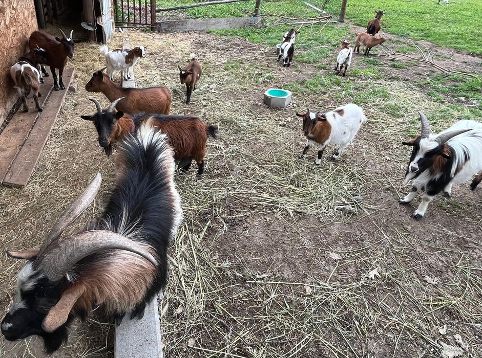 Cabras anãs 50 €