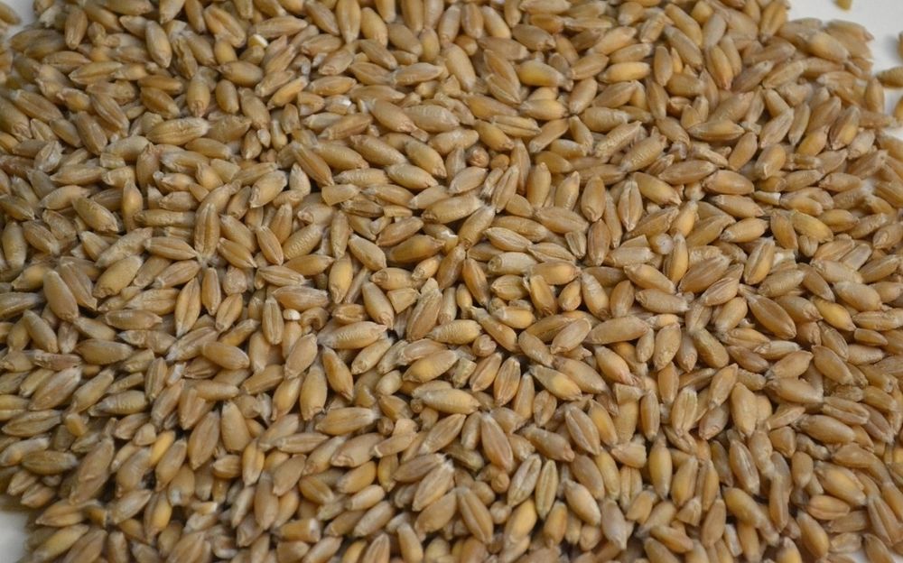 Pszenżyto meloman po centrali