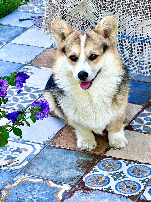 Вязка собак корги