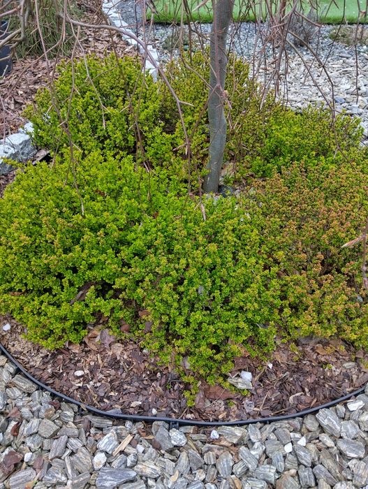 Berberys duże rośliny 60 cm,  12 sztuk