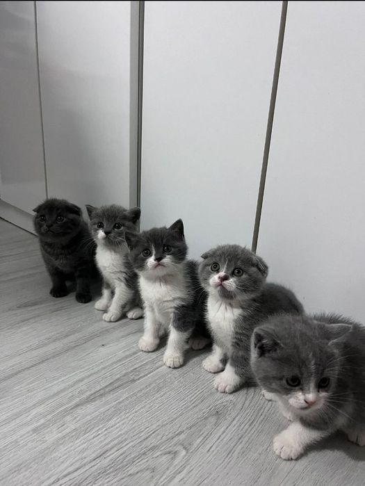 Мальчик и девочки