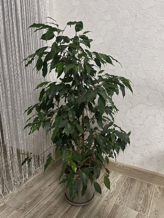 Фікус бенджаміна