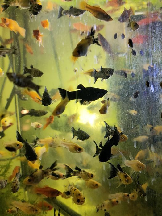 molinezje black moli, calipso, żółto czarna