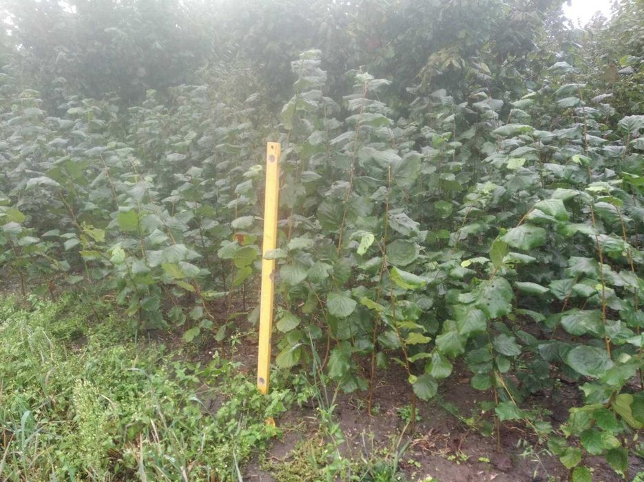 Саджанці-відводки фундука  . дворічні 7 со