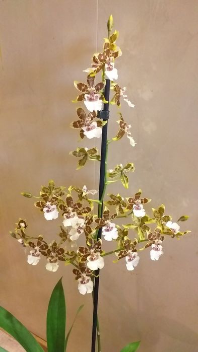 Орхидея Камбрия.