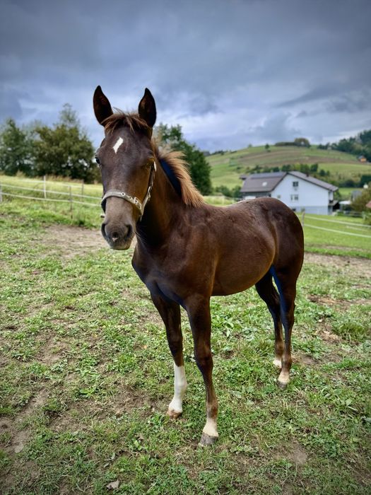 Roczniak, ogierek, AQHA