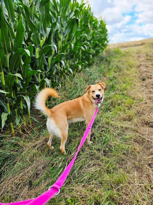 Piękny psiak do adopcji!