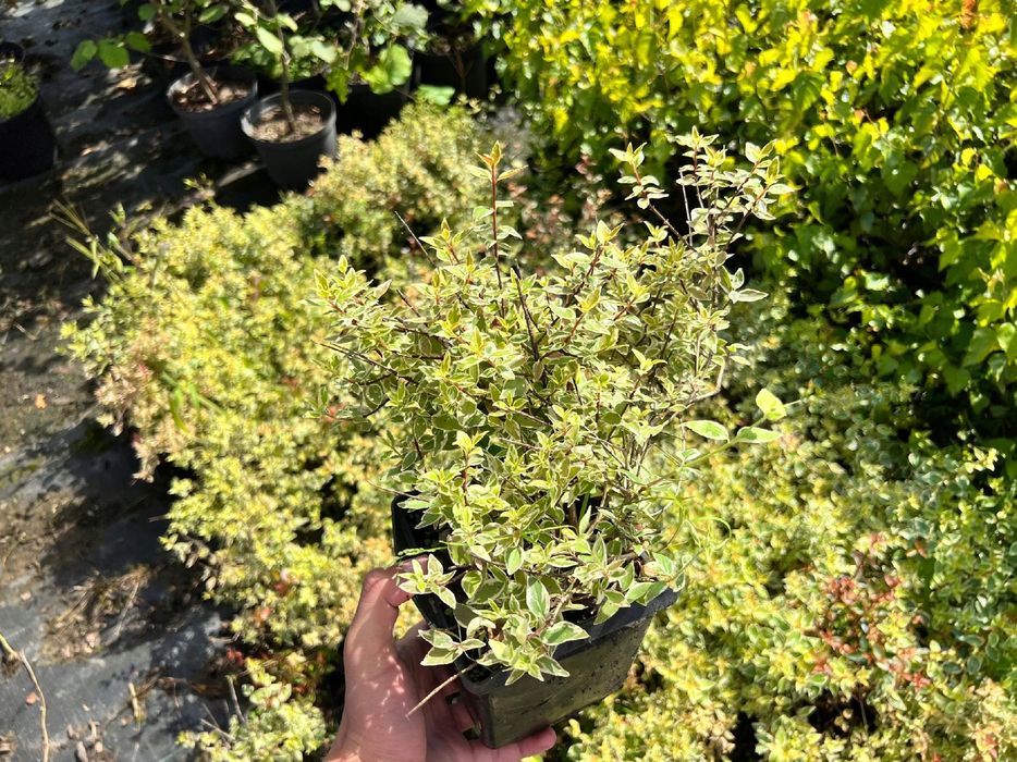 Abelia wielkokwiatowa 'Sparkling Silver'  Doniczka 2.0L